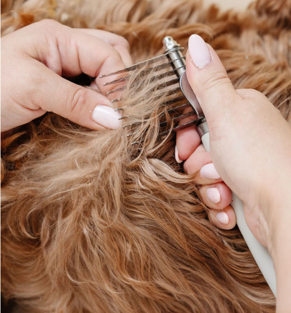Pet Brush